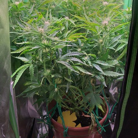 Northern Lights Auto growlog timeline photo