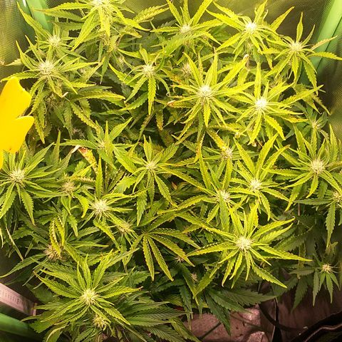 Northern Lights Auto growlog timeline photo