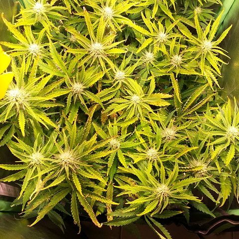 Northern Lights Auto growlog timeline photo