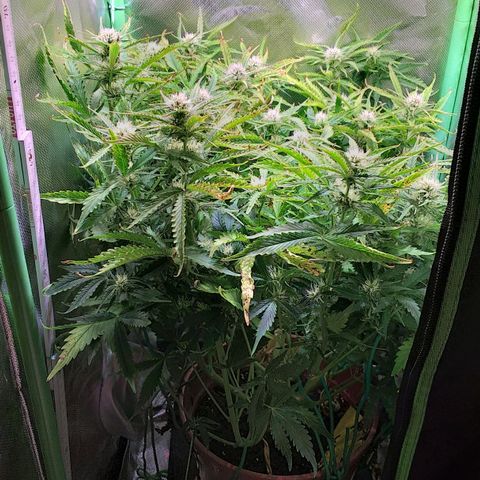 Northern Lights Auto growlog timeline photo