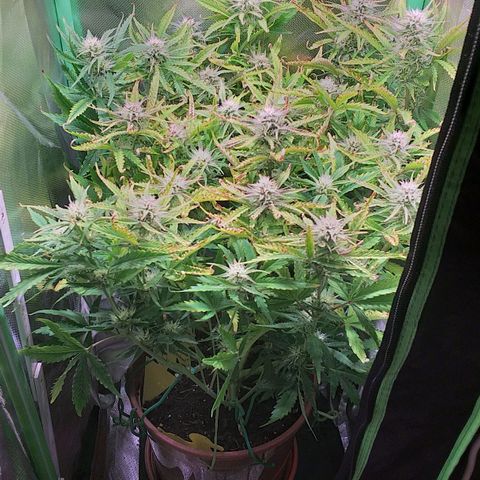 Northern Lights Auto growlog timeline photo