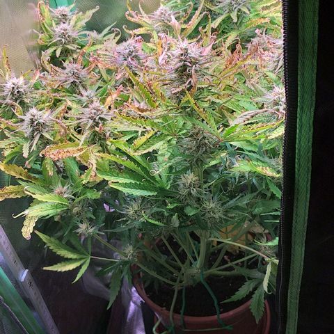 Northern Lights Auto growlog timeline photo