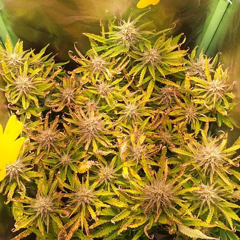 Northern Lights Auto growlog timeline photo