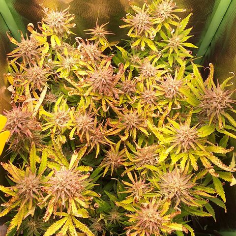 Northern Lights Auto growlog timeline photo