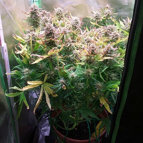 Northern Lights Auto growlog timeline photo