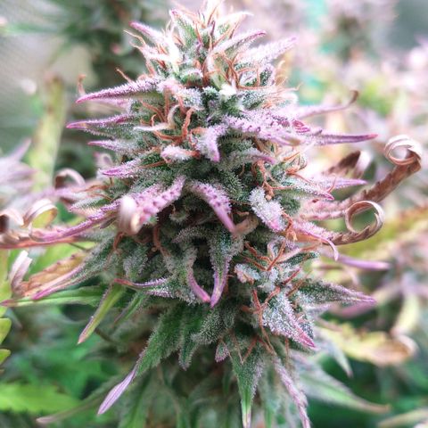 Northern Lights Auto growlog timeline photo