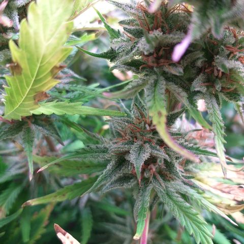 Northern Lights Auto growlog timeline photo