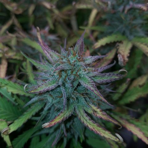 Northern Lights Auto growlog timeline photo