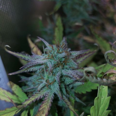 Northern Lights Auto growlog timeline photo