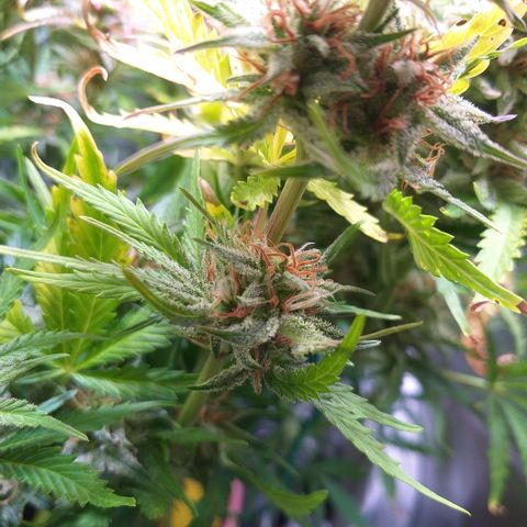 Northern Lights Auto growlog timeline photo