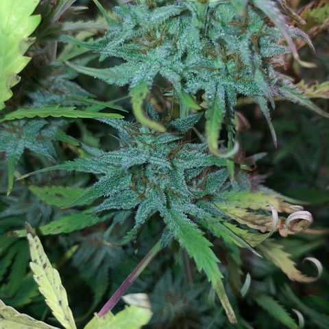 Northern Lights Auto growlog timeline photo