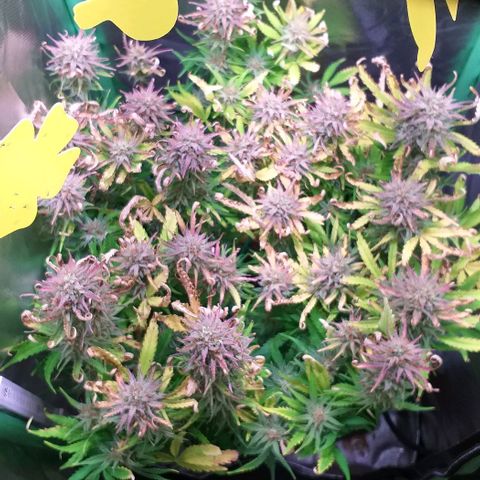 Northern Lights Auto growlog timeline photo