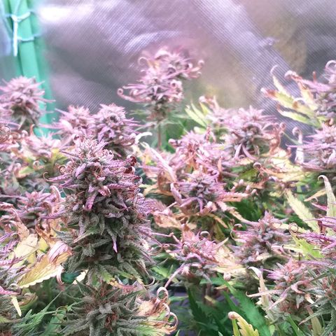 Northern Lights Auto growlog timeline photo