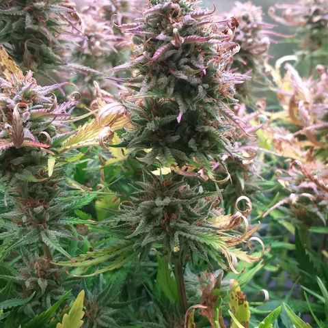 Northern Lights Auto growlog timeline photo
