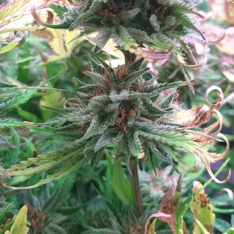 Northern Lights Auto growlog timeline photo