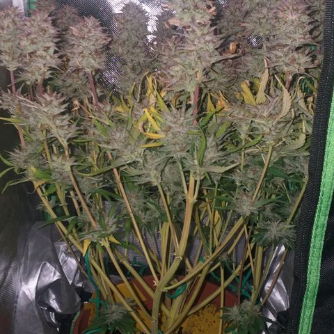 Northern Lights Auto growlog timeline photo