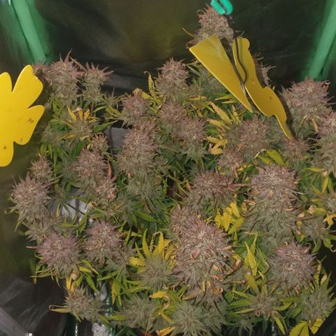 Northern Lights Auto growlog timeline photo