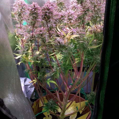 Northern Lights Auto growlog timeline photo