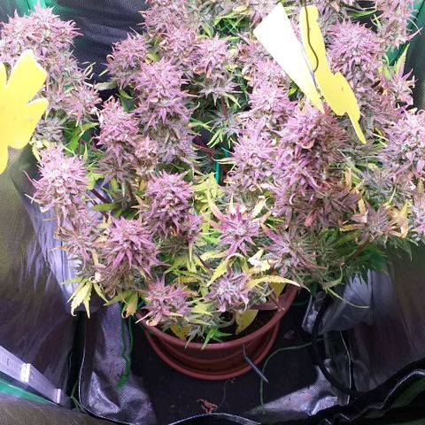 Northern Lights Auto growlog timeline photo
