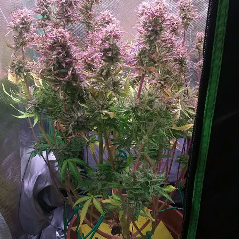 Northern Lights Auto growlog timeline photo