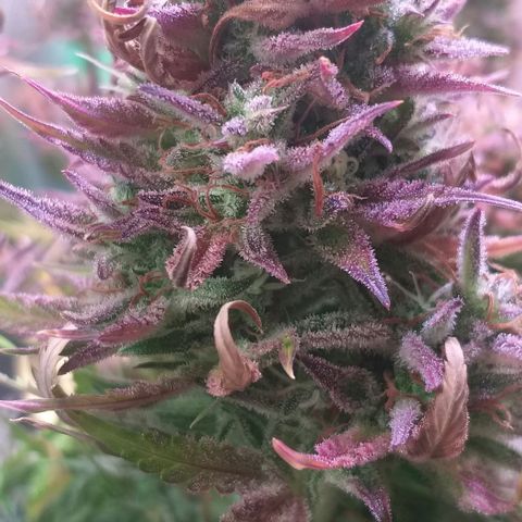 Northern Lights Auto growlog timeline photo