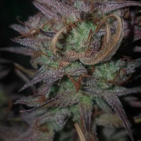 Northern Lights Auto growlog timeline photo