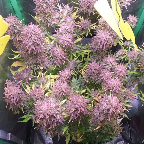 Northern Lights Auto growlog timeline photo