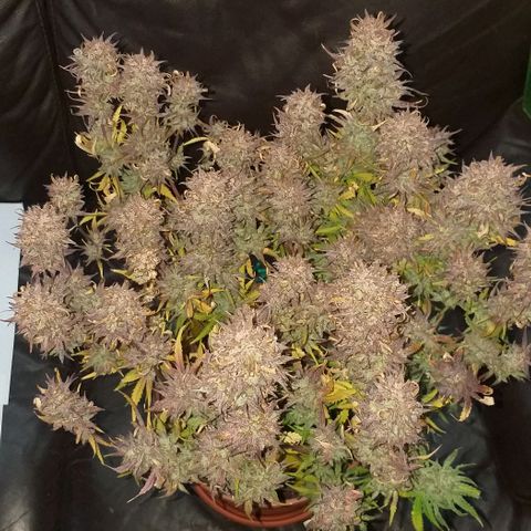 Northern Lights Auto growlog timeline photo