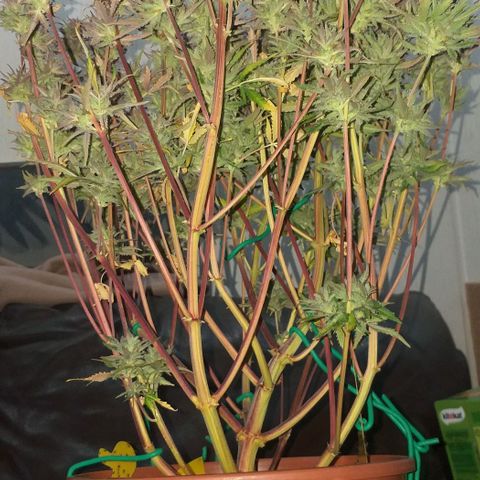 Northern Lights Auto growlog timeline photo