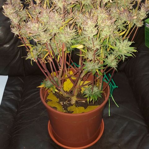 Northern Lights Auto growlog timeline photo