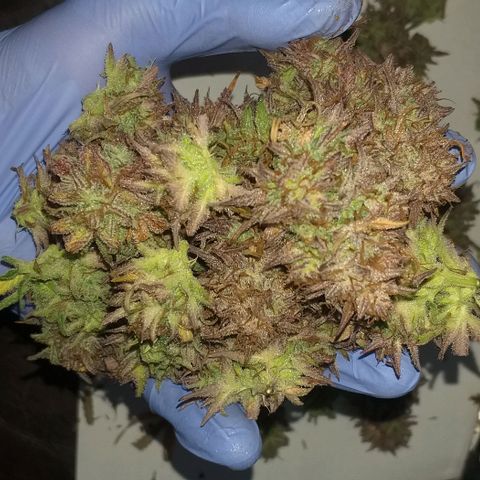 Northern Lights Auto growlog timeline photo