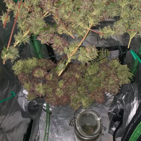 Northern Lights Auto growlog timeline photo