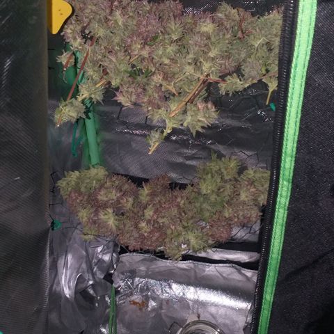 Northern Lights Auto growlog timeline photo
