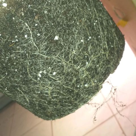 Northern Lights Auto growlog timeline photo