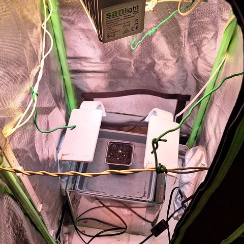 Runtz growlog timeline photo