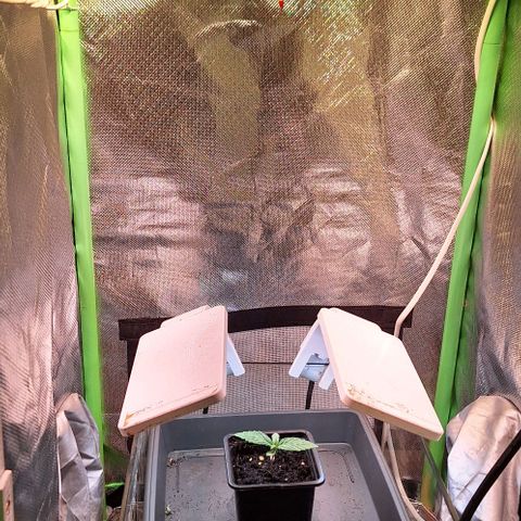 Runtz growlog timeline photo