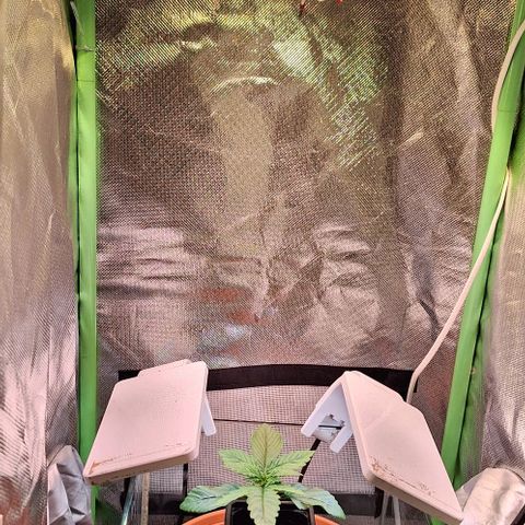 Runtz growlog timeline photo
