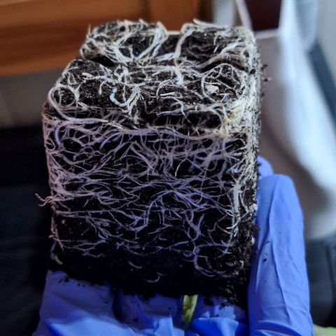 Runtz growlog timeline photo