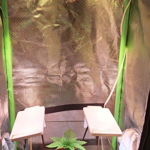 Runtz growlog timeline photo