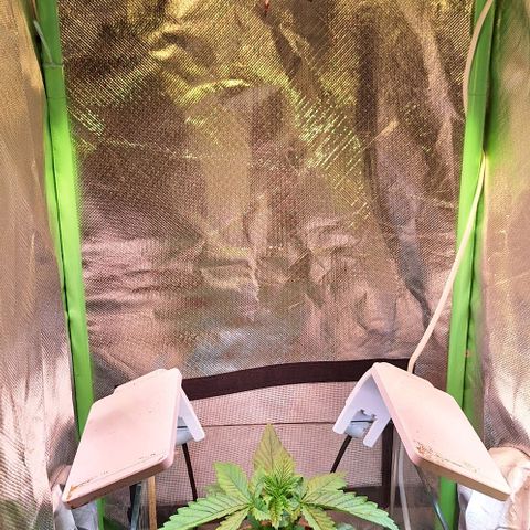 Runtz growlog timeline photo