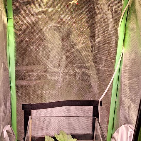 Runtz growlog timeline photo