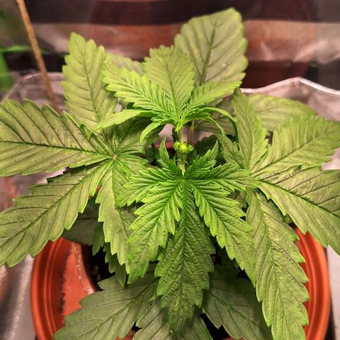 Runtz growlog timeline photo