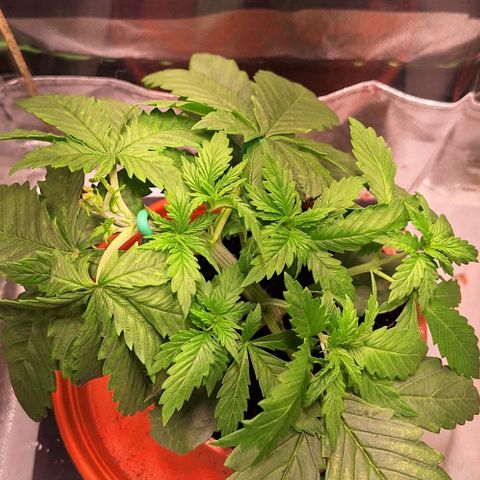 Runtz growlog timeline photo