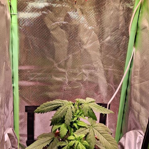 Runtz growlog timeline photo