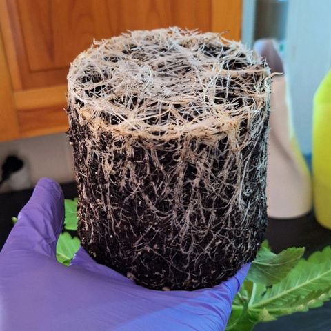 Runtz growlog timeline photo