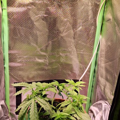Runtz growlog timeline photo