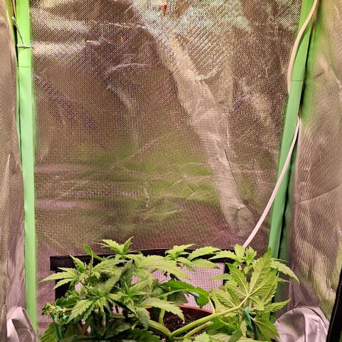 Runtz growlog timeline photo