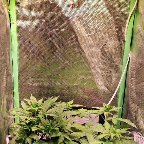 Runtz growlog timeline photo