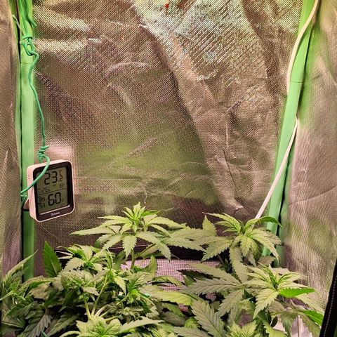 Runtz growlog timeline photo