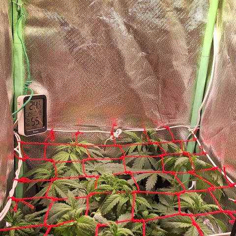 Runtz growlog timeline photo